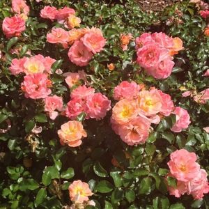 Meet your Posher, Danica